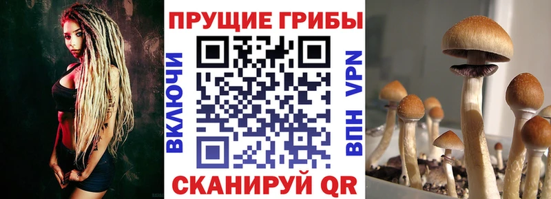 Псилоцибиновые грибы ЛСД Алагир